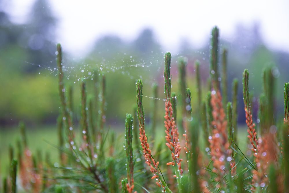 Фотография автора Клавдия Паргачёва