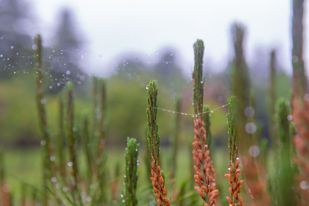 Фотография автора Клавдия Паргачёва