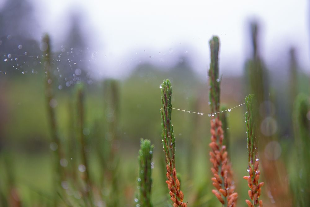 Фотография автора Клавдия Паргачёва
