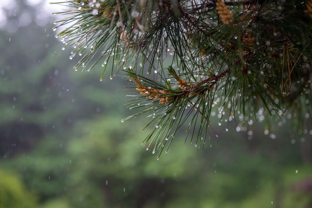 Фотография автора Клавдия Паргачёва