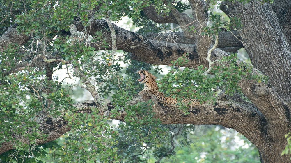 Photograph by Thushyanthan Ravichandrakumar