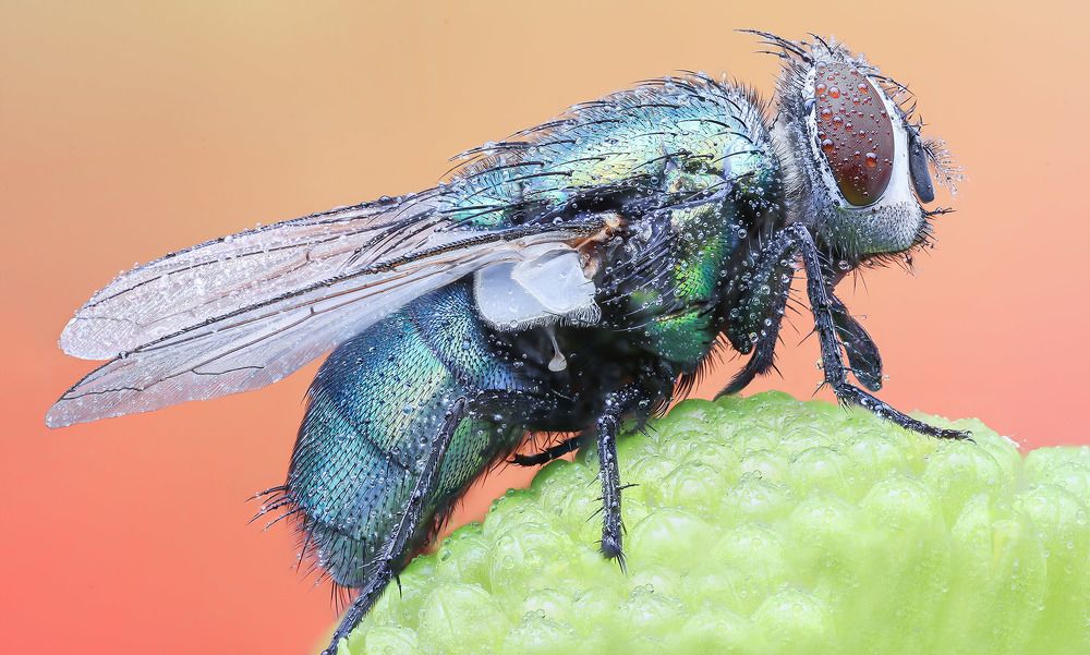 Green bottle fly