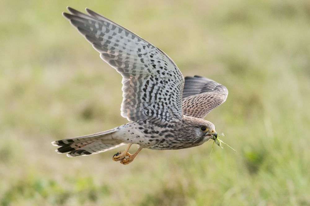 Обыкновенная Пустельга - Common kestrel - Falco tinnunculus