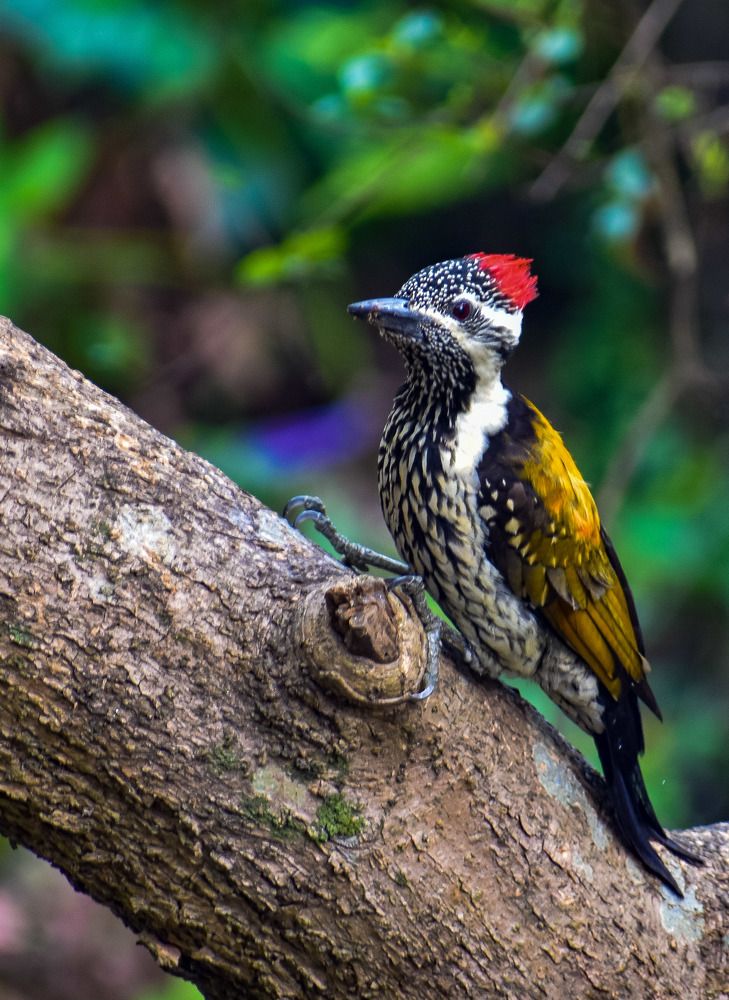 Photograph by Kamal Bhattacharjya