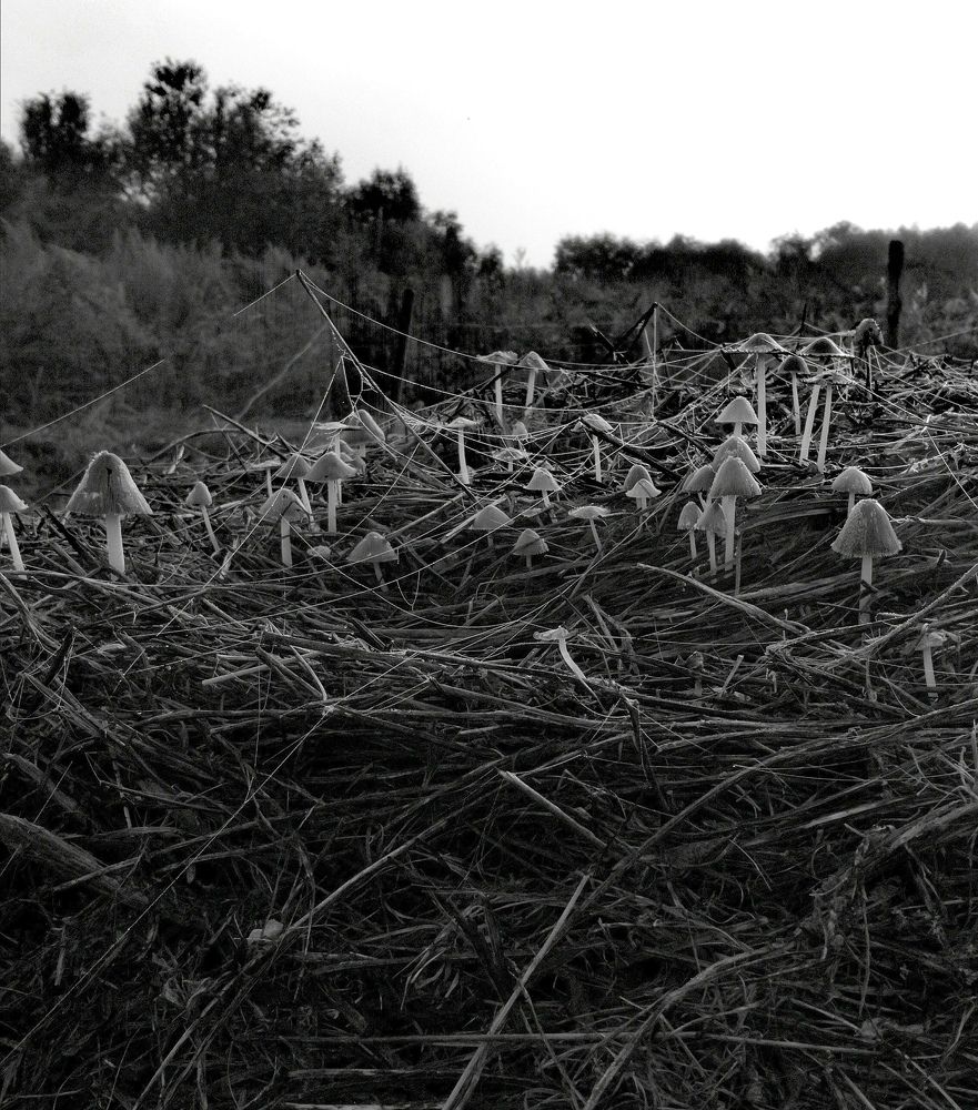 Photograph by Юлия Сластина - Самохвалова