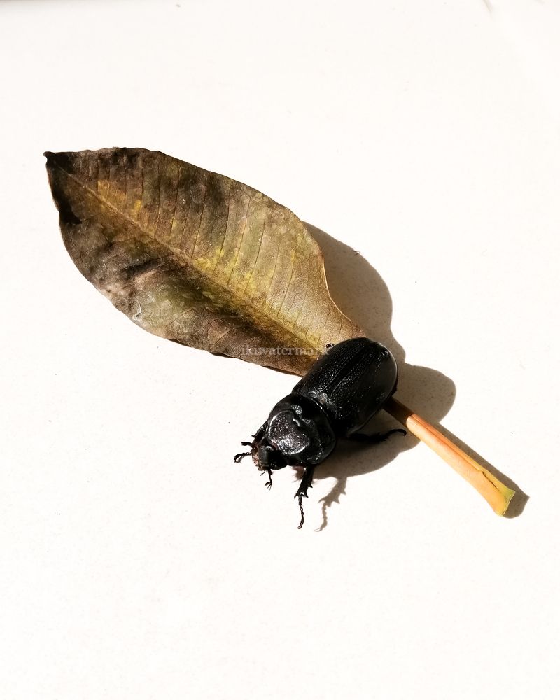 Photograph by Ryan Eko P