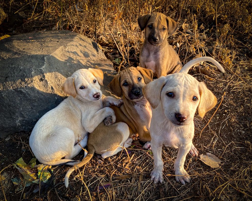 Photograph by Dhananjay Jadhav