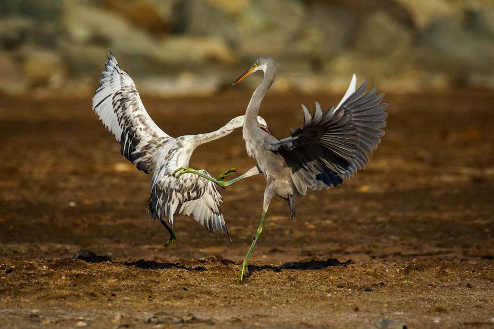 Photograph by Dhananjay Jadhav