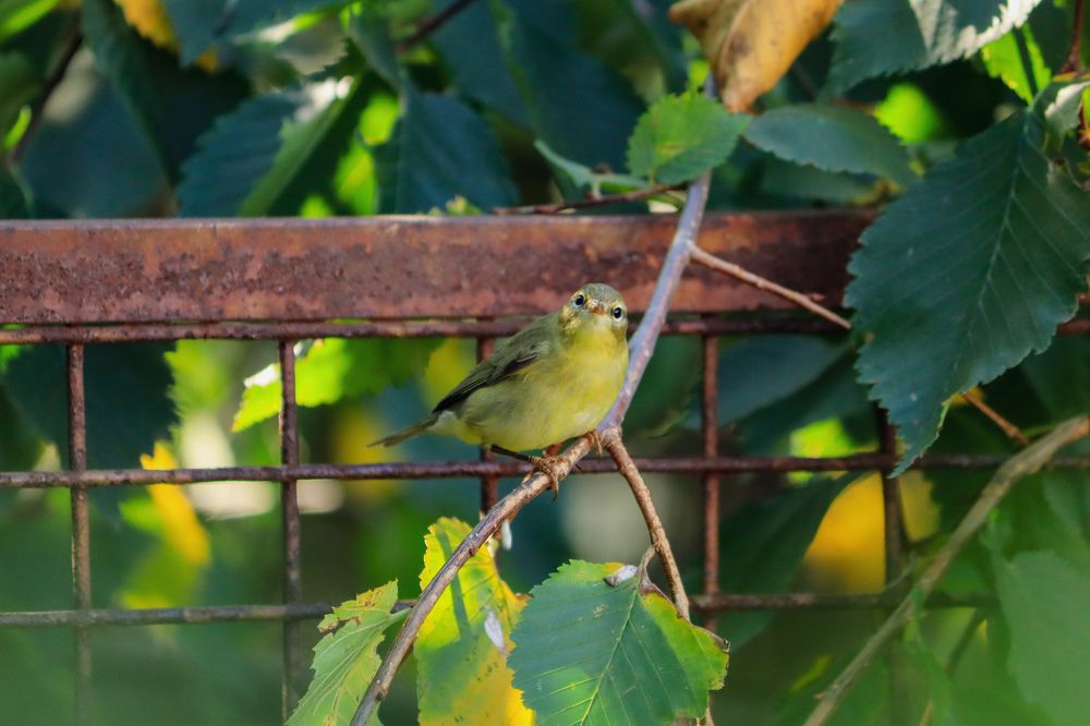 Немые глаза красноречивее уст