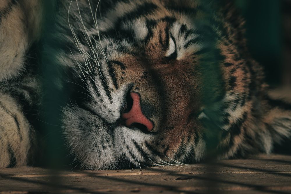 Тигр в клетке