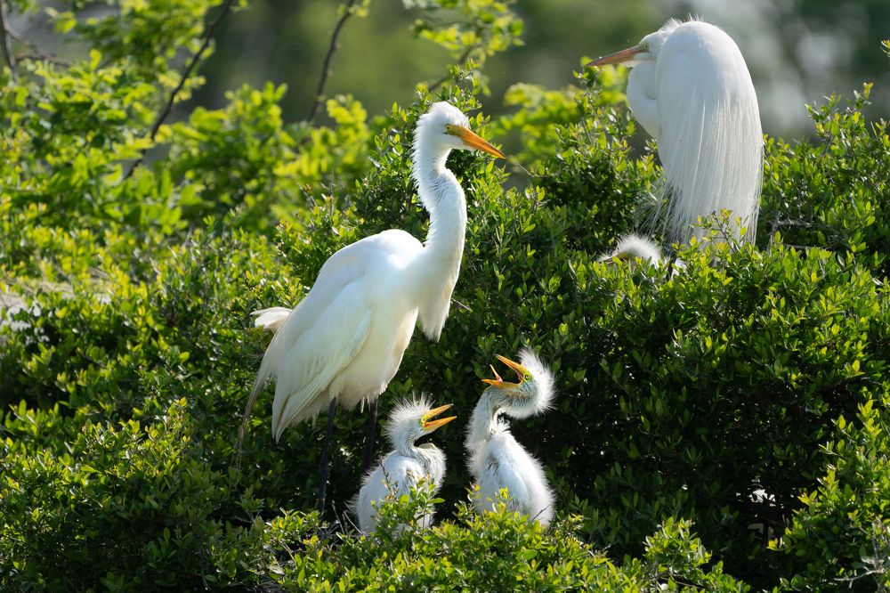 Месяц из жизни одного гнезда