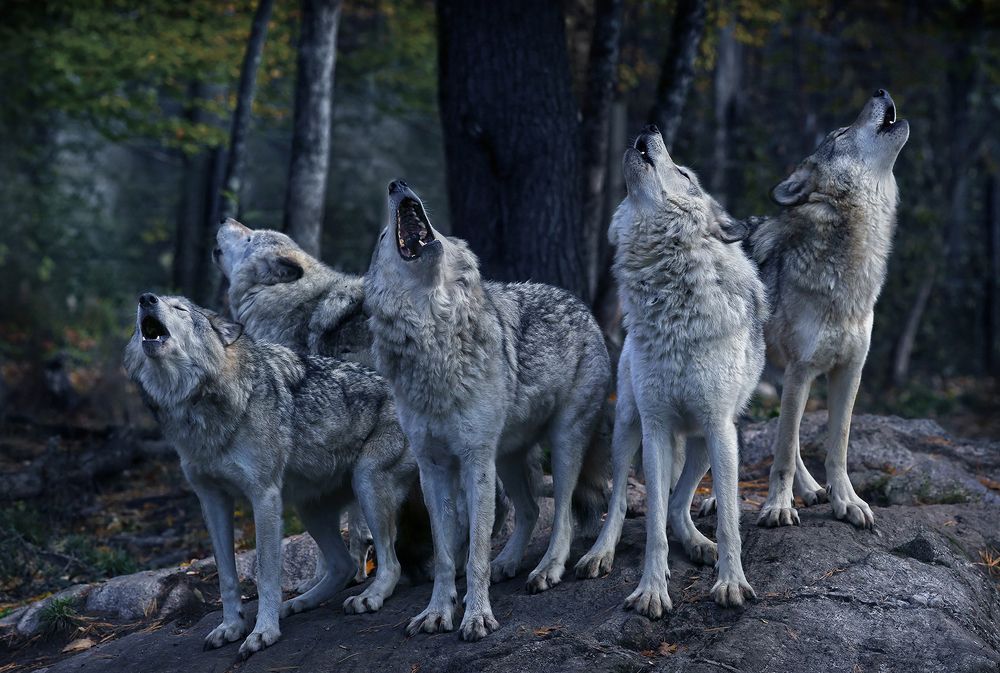 Wolf Choir
