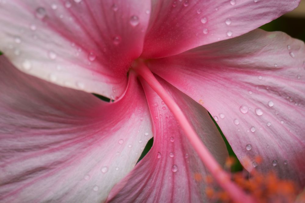 Photograph by Vinicius Dattwyler