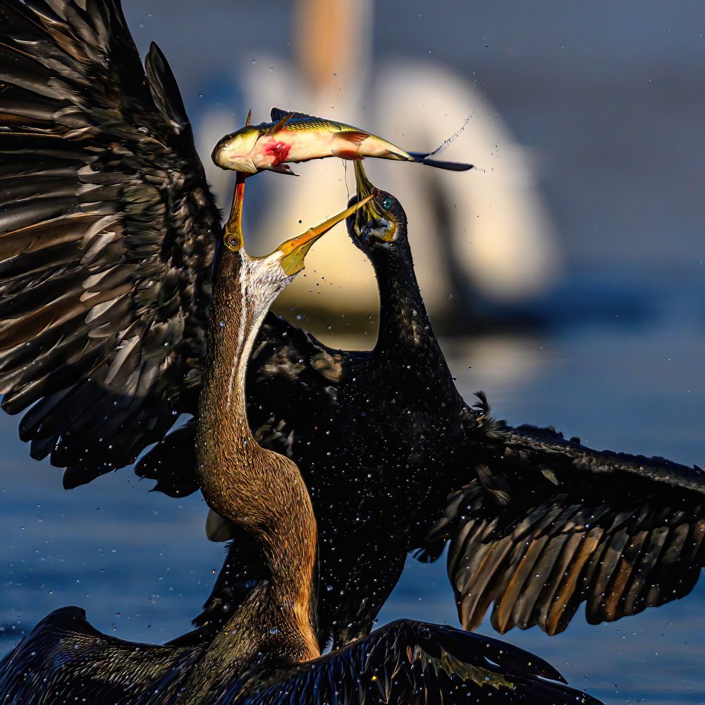 Photograph by Rana Basak