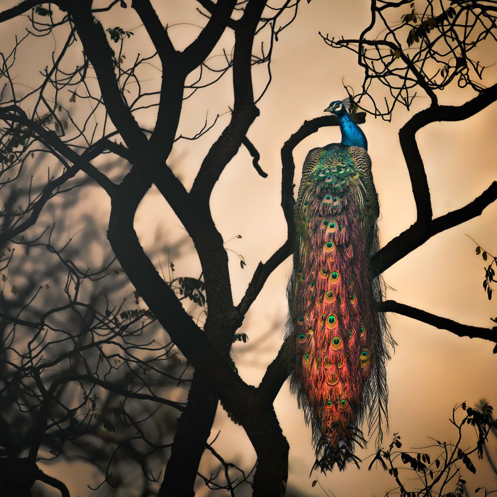 Photograph by Rana Basak