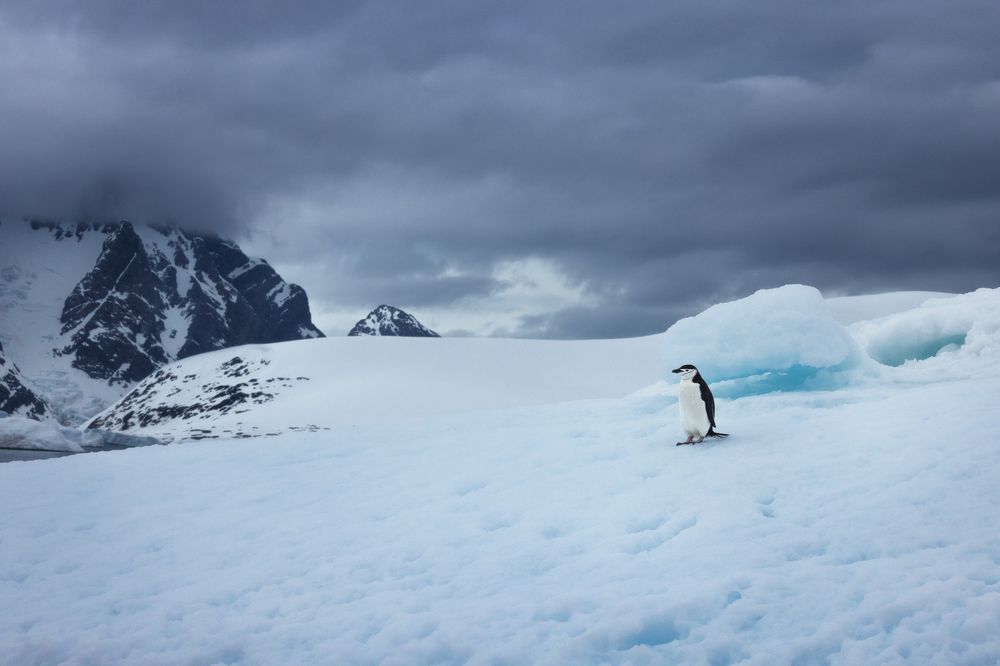 Из жизни пингвинов