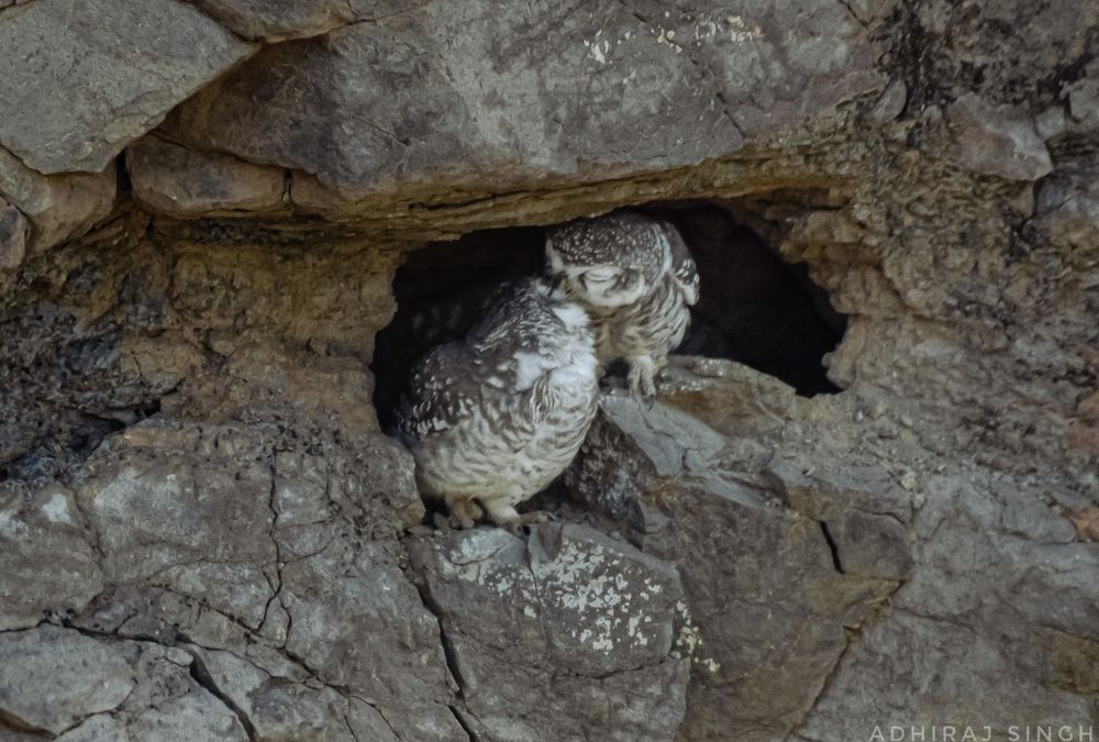 Photograph by Adhiraj Singh