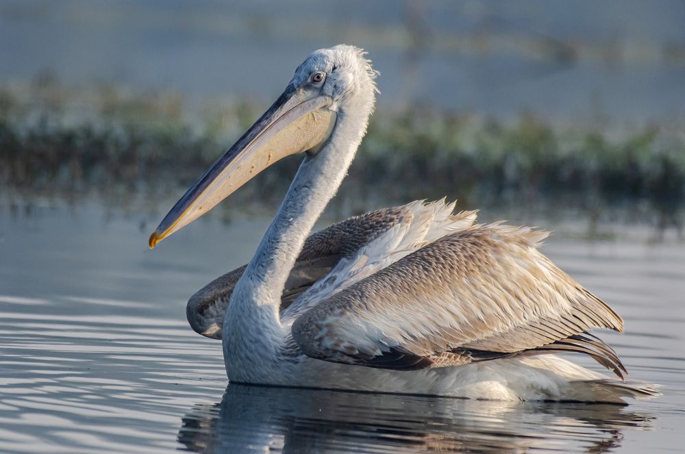 Photograph by Adhiraj Singh