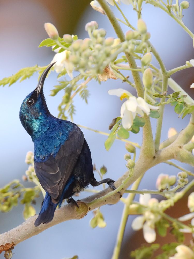 Photograph by Shankha Debnath