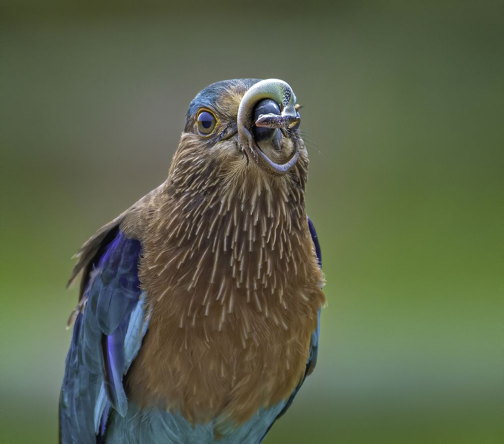 Photograph by Rana Basak