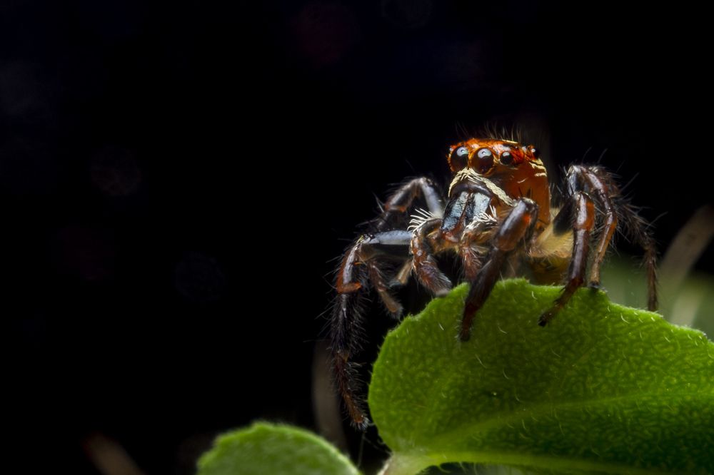 Jumping spider