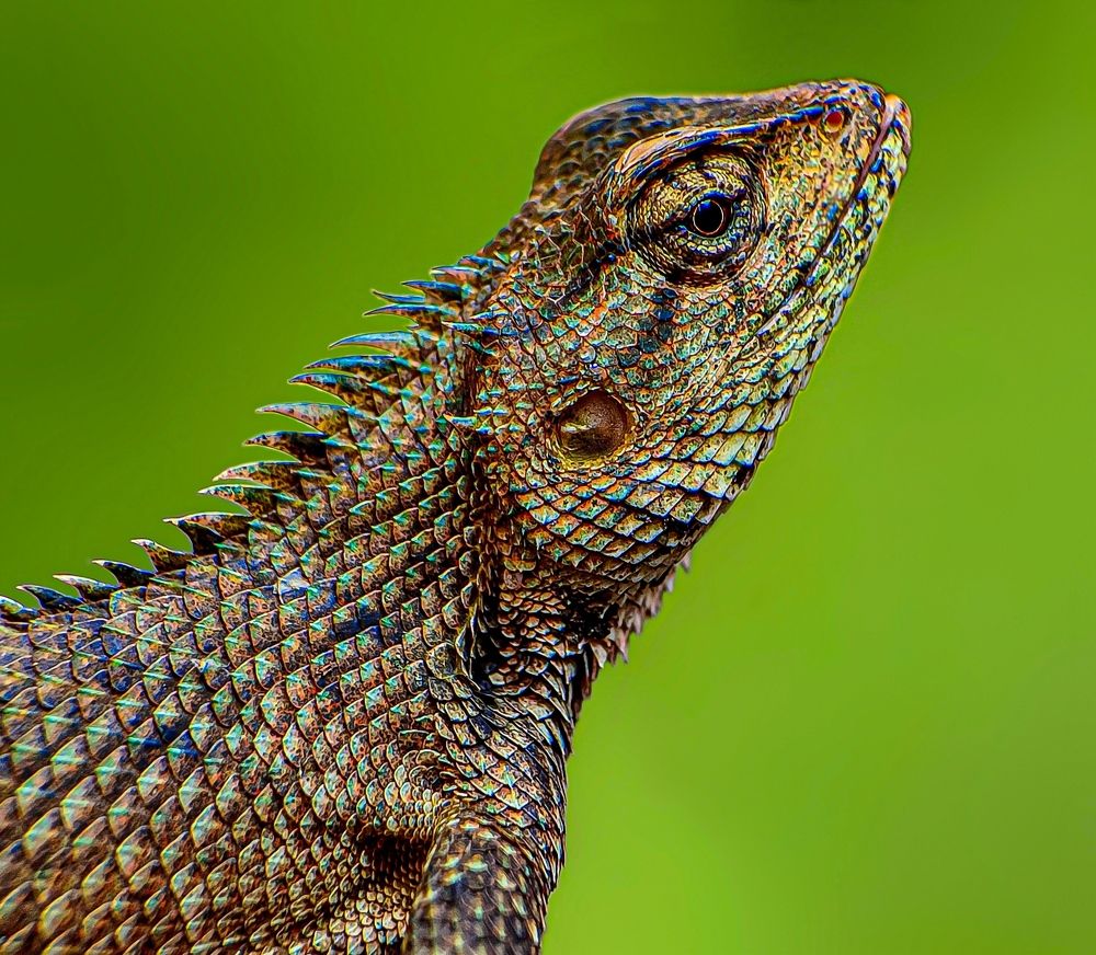 Photograph by Susmita Ghosh