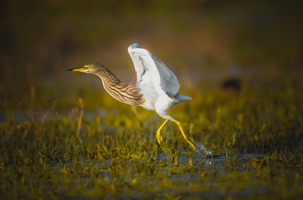 Photograph by Rakesh Baro