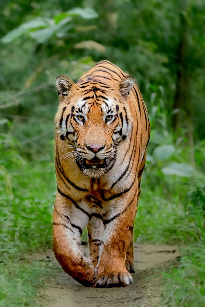 Kuraigadh Male of Pench