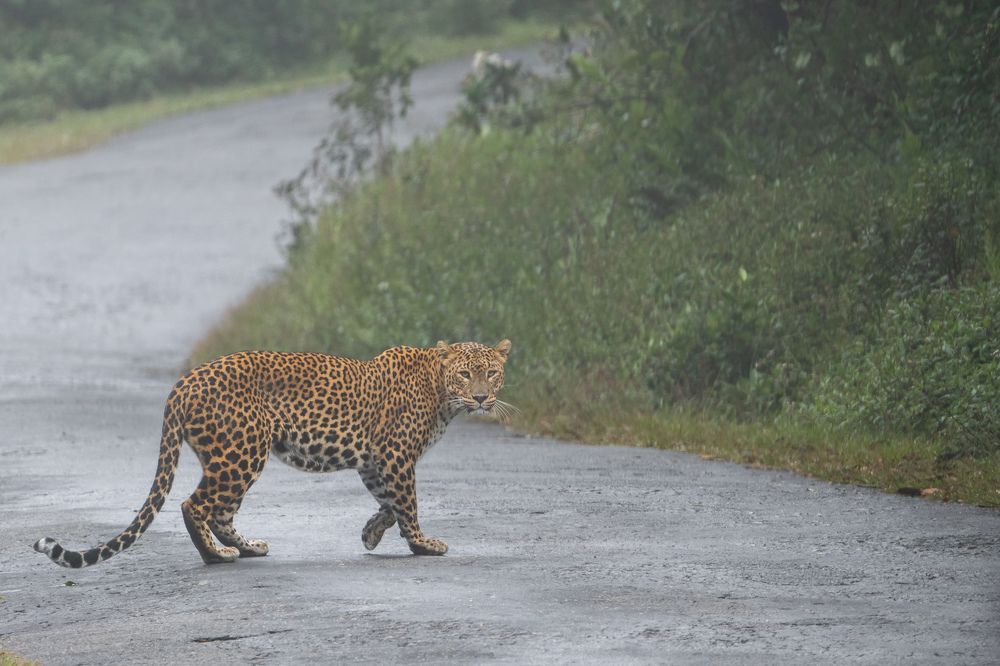 Photograph by Umesh Ranasinghe