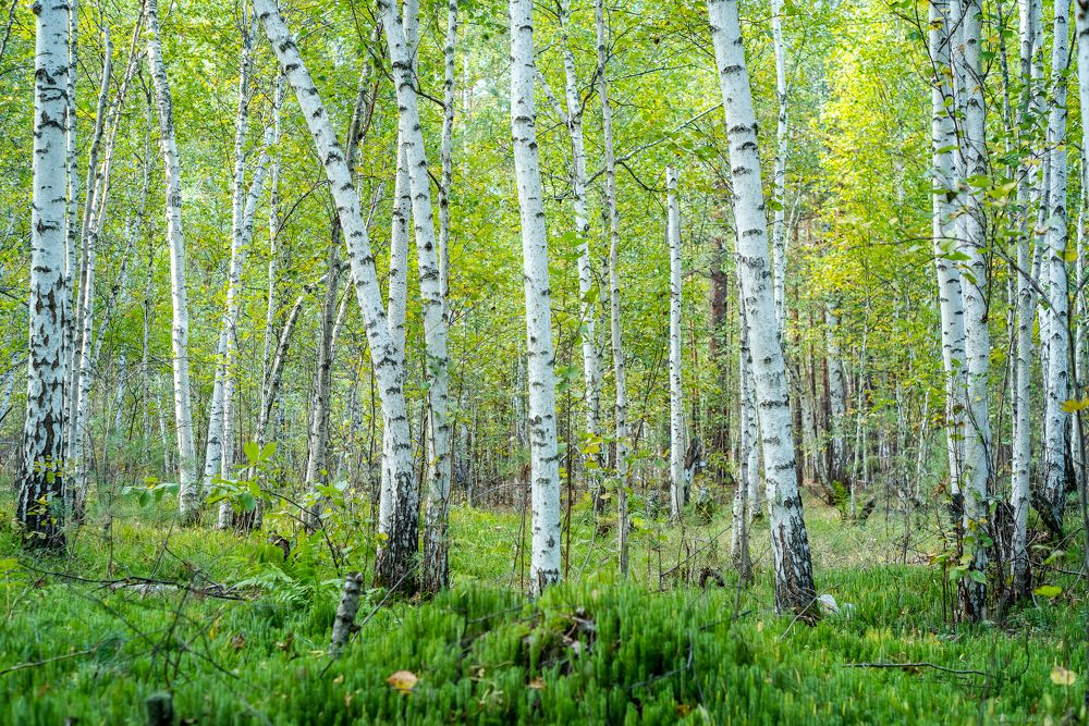 Photograph by Сергей Пашнов