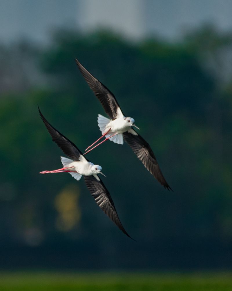 Black Winged Stilt