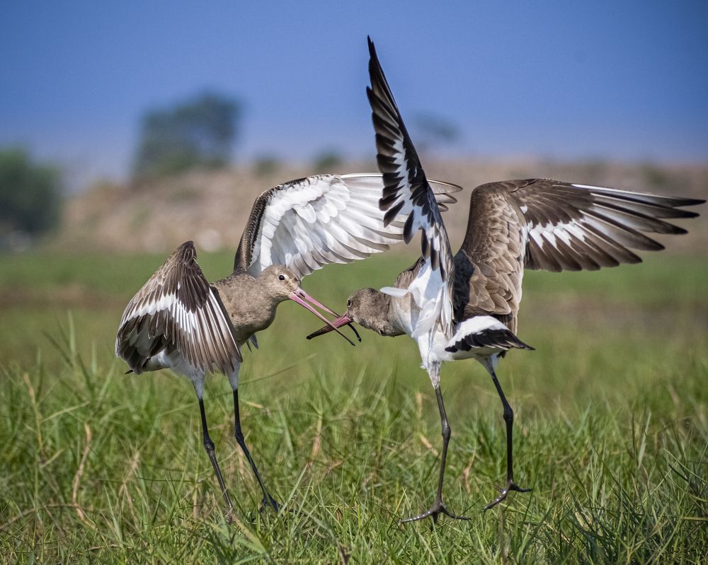 Photograph by Äddî Biswas