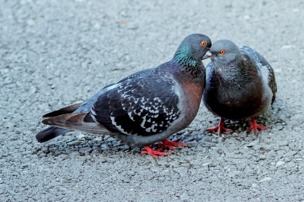 Photograph by Оксана