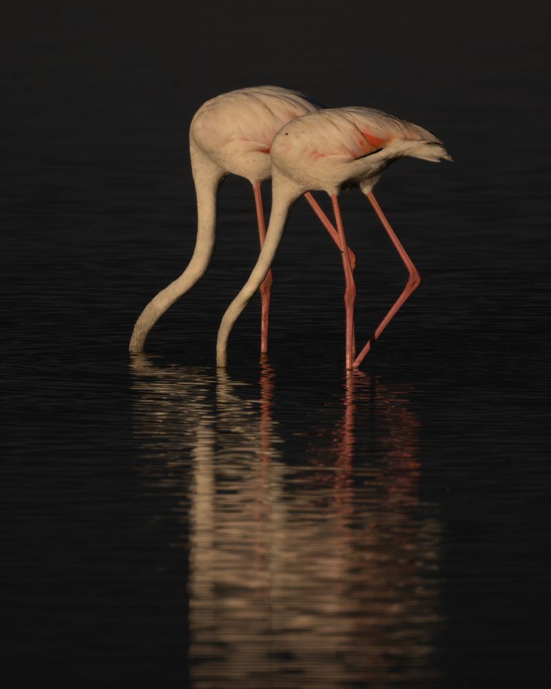 Photograph by solomon rajkumar rajasekaran