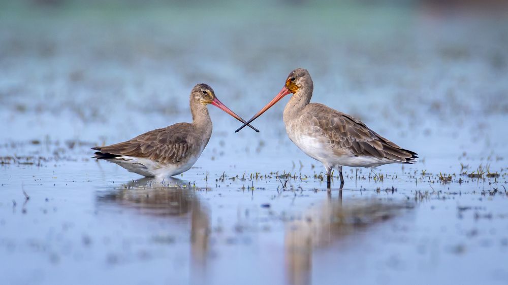 Photograph by Protap Shekhor Mohanto