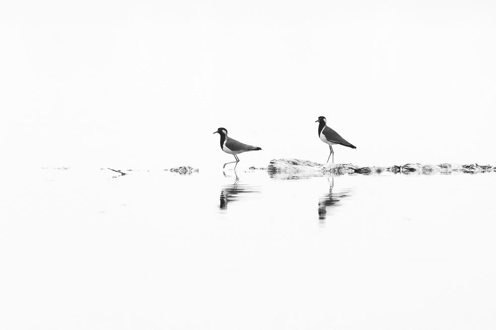 Lapwings