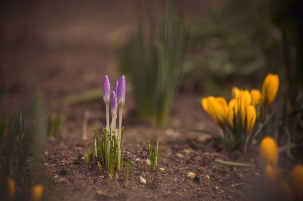 Photograph by Daniel Chobanov