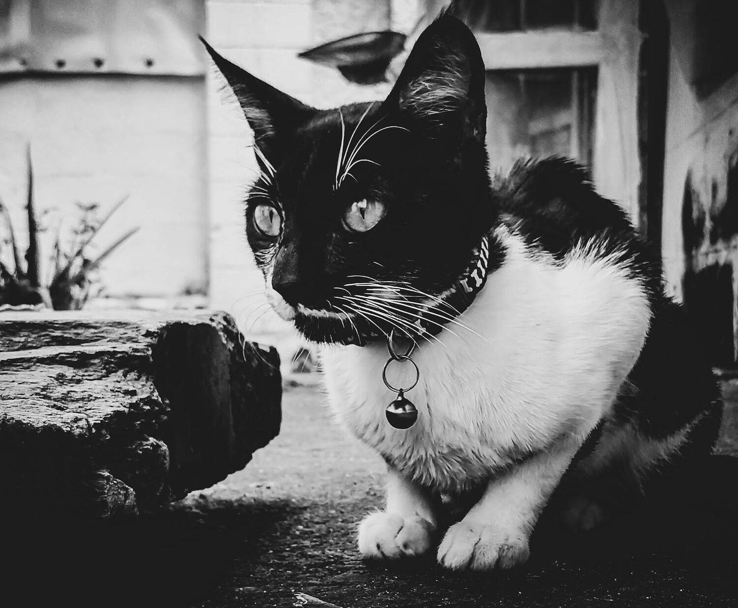 Photo #7362407