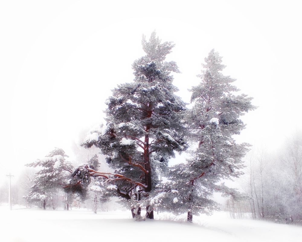 Photograph by Margarita