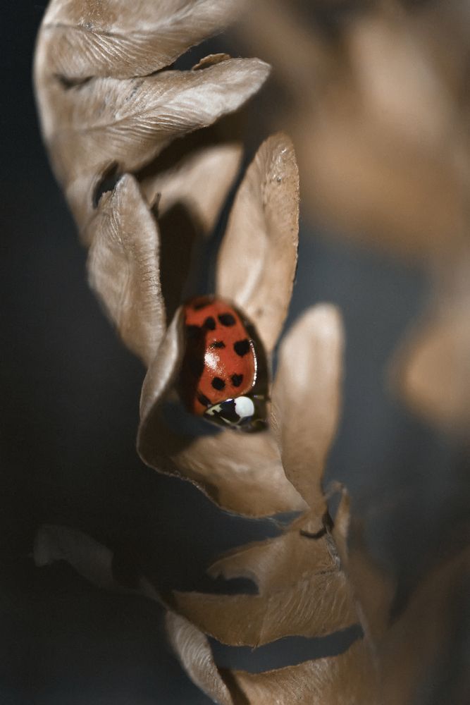 Photograph by Алёна Черникова