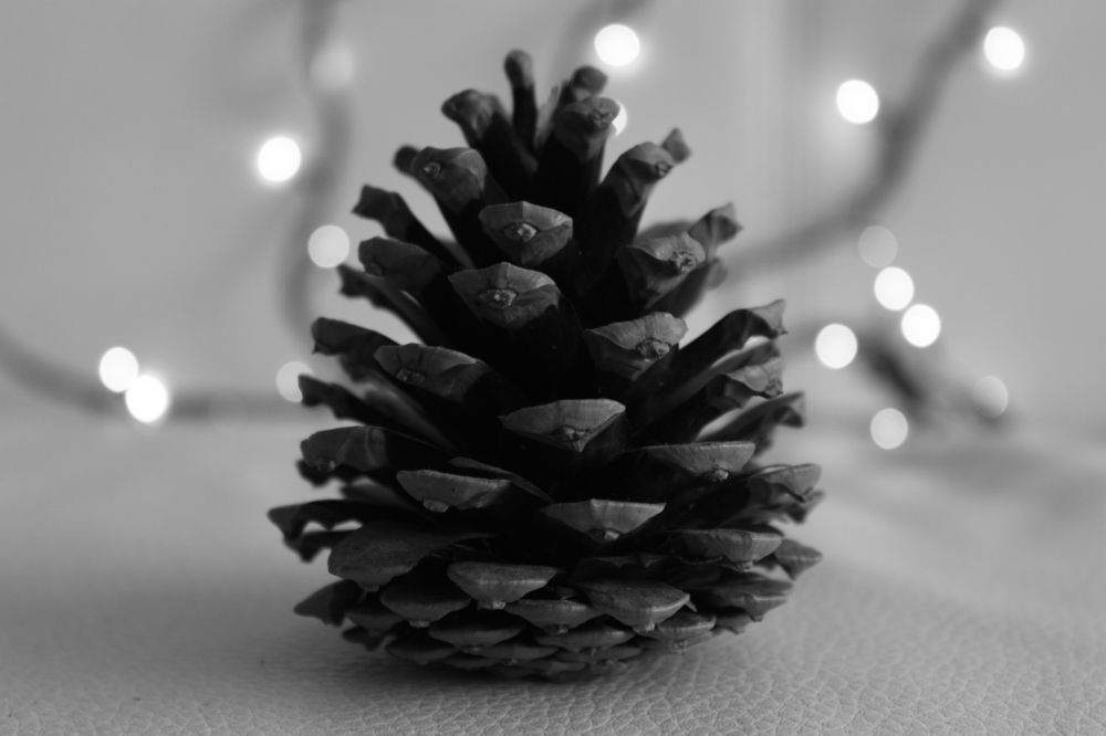 Photograph by Jale Yıkılmaz Kevran