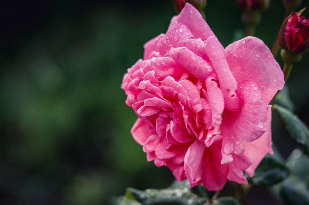 Цветы после дождя