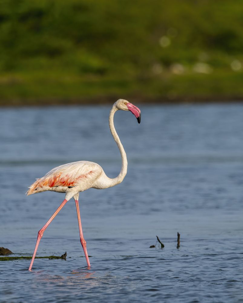 Фотография автора Sandip Mondal