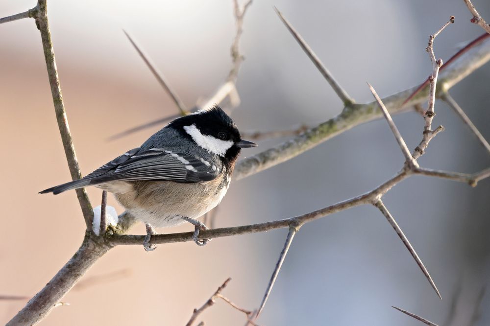 Фотография автора Попов Алексей