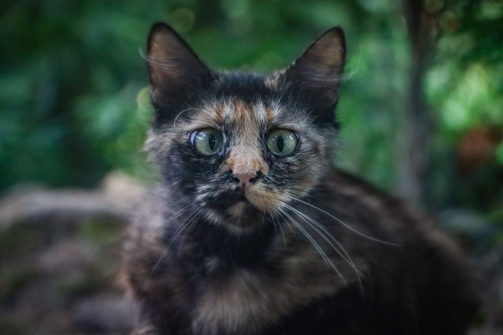 Эти глаза напротив/These eyes are opposite