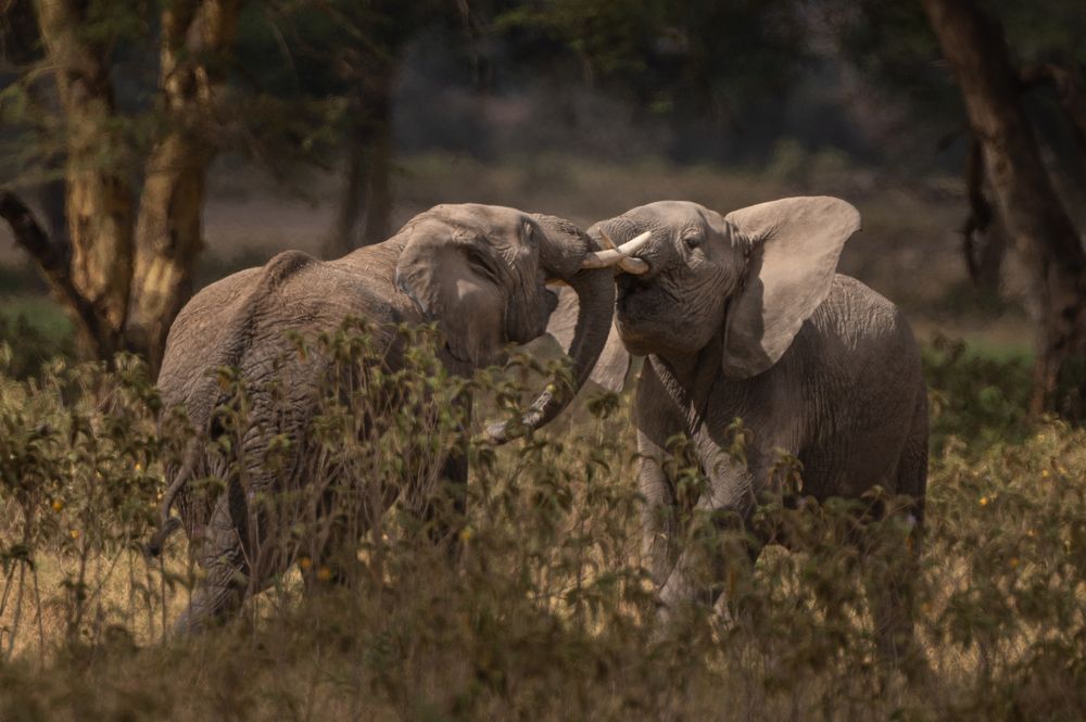 Photograph by solomon rajkumar rajasekaran