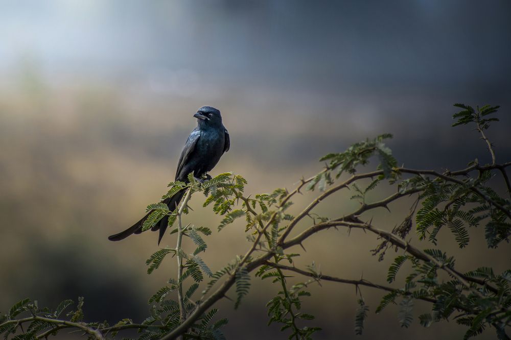 Photograph by mayur shrimali
