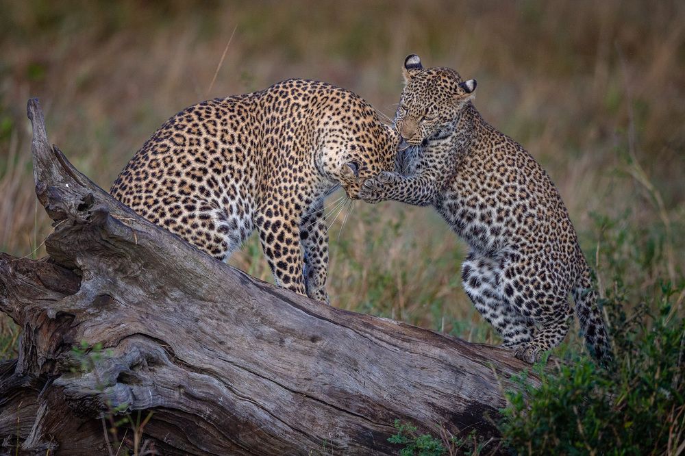 Photograph by solomon rajkumar rajasekaran
