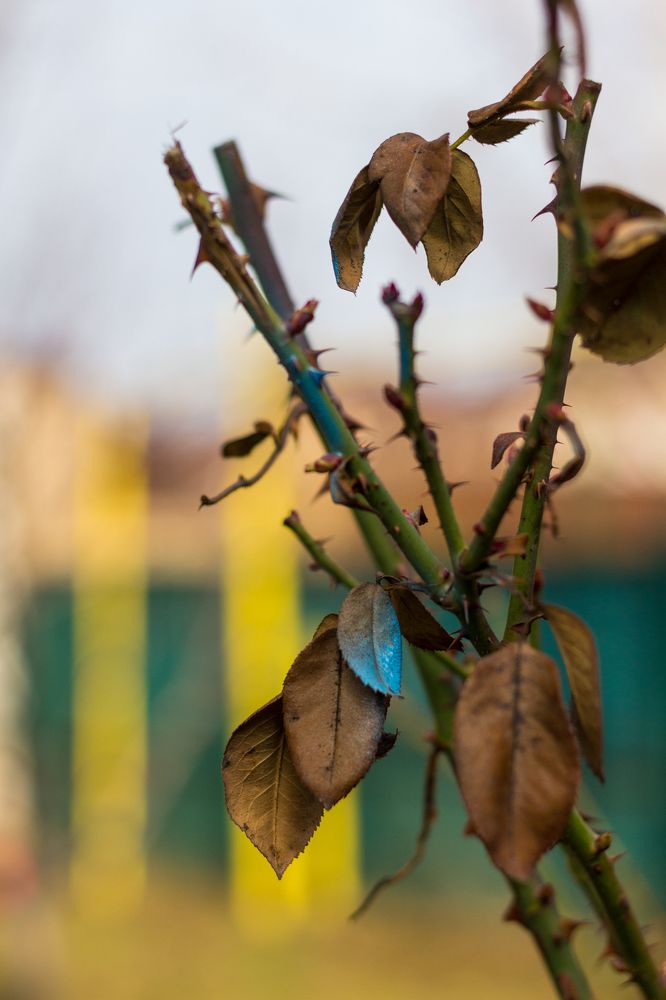 Photograph by Роман Саламатин