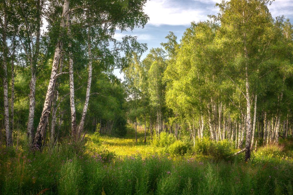В стране березового ситца